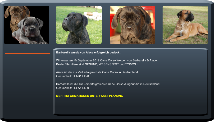 Barbarella wurde von Aiace erfolgreich gedeckt.  Wir erwarten fr September 2012 Cane Corso Welpen von Barbarella & Aiace. Beide Elterntiere sind GESUND, WESENSFEST und TYPVOLL.  Aiace ist der zur Zeit erfolgreichste Cane Corso in Deutschland. Gesundheit: HD-B1 ED-0  Barbarella ist die zur Zeit erfolgreichste Cane Corso Junghndin in Deutschland. Gesundheit: HD-A1 ED-0  MEHR INFORMATIONEN UNTER WURFPLANUNG