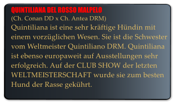 QUINTILIANA DEL ROSSO MALPELO (Ch. Conan DD x Ch. Antea DRM) Quintiliana ist eine sehr krftige Hndin mit einem vorzglichen Wesen. Sie ist die Schwester vom Weltmeister Quintiliano DRM. Quintiliana ist ebenso europaweit auf Ausstellungen sehr erfolgreich. Auf der CLUB SHOW der letzten WELTMEISTERSCHAFT wurde sie zum besten Hund der Rasse gekhrt.