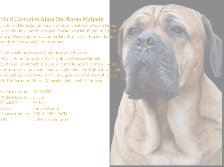 Multi Champion Aiace Del Rosso Malpelo ist der in Deutschland jemals erfolgreichste Cane Corso Rde. Aiace hat in seiner bisherigen Ausstellungslaufbahn, nicht nur alle in Deutschland relevanten Titel fr sich verbuchen knnen, sondern ebenso viele internationale.  Ich bin sehr stolz darauf, den letzten Sohn von  M. Ch. Simon und World Ch. Zohe Del Rosso Malpelo zu haben. Er ist nicht nur ein Zuchtrde, sondern mein Freund, der treu, sehr gut sozialisiert, ausgeglichen, vertrglich, verspielt, dennoch sehr wachsam und einen gesunden Schutztrieb besitzt. Zu Kindern und lteren Menschen ist er sehr behutsam.  Geburtsdatum:	14.05.2007 Wideristgre:	68 cm Gewicht:		58 Kg Farbe:		Fulvo (Braun) Auswertungen:	HD-B1 ED-0 OCD-0 Titel:			Siehe Kasten Links